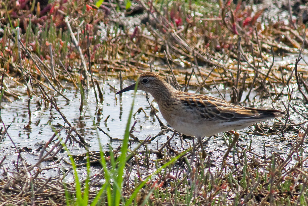 Sharp-tailed Sandpiper